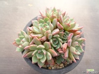 나나후쿠미니 31- 다육식물