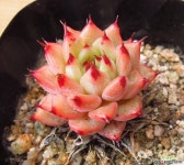 원종자라고사 다육식물