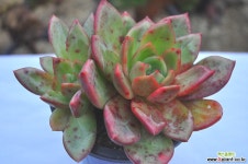 샴페인(S071) 다육식물