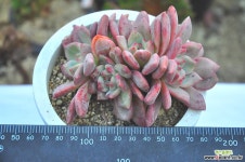 아리엘군생(S076) 다육식물