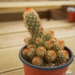 황금사 선인장