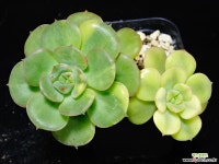 니크셔나금80 다육금