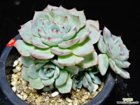 라엔25 다육식물