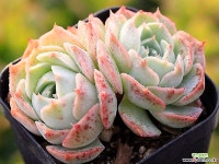 골드라이트 자연군생 2986 다육식물