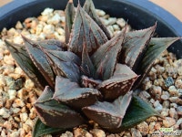 북두칠성_y100 하월시아