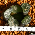 만상 설희 1 하월시아