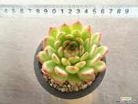 실생(중) 33-102 다육식물