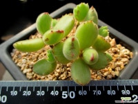 웅동자금 10-411 다육금