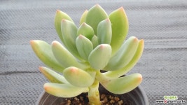 청성미인 다육식물