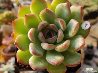 브레이브7 다육식물