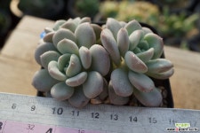 아이스크림 다육식물