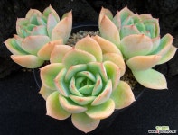 레몬트리(적심)1014 다육식물