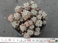 블루빈스 S0262 다육식물