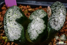 맘모스 실생 특선(Mammoth 實生 特選)-09-11-No.2333 하월시아