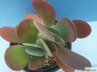 119 당인 다육식물