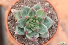 천송(스페셜)B532 다육식물