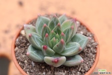 천송(스페셜)B532 다육식물