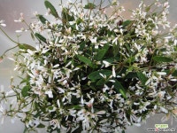 다이아몬드안개꽃2개 야생화