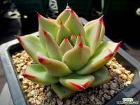 몬따니아 10-381 다육식물