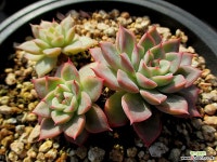 sp 10-382 다육식물