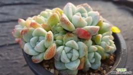 묵은자연군생 아이시그린 다육식물