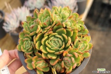 라즈아가 771015 다육식물