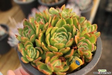 라즈아가 771015 다육식물