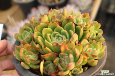 라즈아가 771015 다육식물