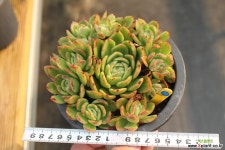 라즈아가 771015 다육식물