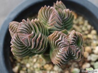 부다템플 S0330 다육식물