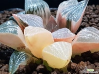 픽타실생금(적계)하월시아 하월시아