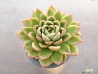 교배종 34-327 다육식물