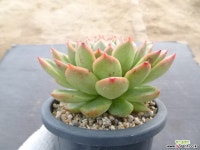 교배종 34-327 다육식물