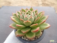 교배종 34-327 다육식물