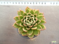 교배종 34-327 다육식물