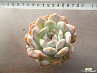 오렌지먼로(중대) 35- 다육식물