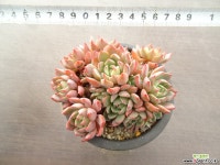 나나후쿠미니 35- 다육식물