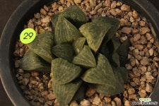 하월시아(1017-29) 하월시아