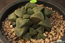 하월시아(1017-29) 하월시아