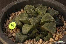 하월시아(1017-31) 하월시아