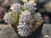 베이비핑거 철화 S0294 다육철화