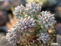 베이비핑거 철화 S0294 다육철화