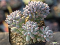 베이비핑거 철화 S0294 다육철화