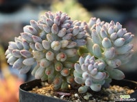 베이비핑거 철화 S0294 다육철화