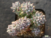 베이비핑거 철화 S0294 다육철화