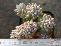 베이비핑거 철화 S0294 다육철화