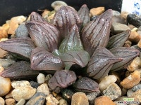 아트로푸스카 뮤던트 13-34 하월시아