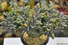 익스펙트리아철화(S197) 다육철화