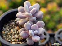 아메치스 자연군생 G3226 다육식물