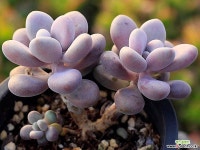 아메치스 자연군생 G3226 다육식물